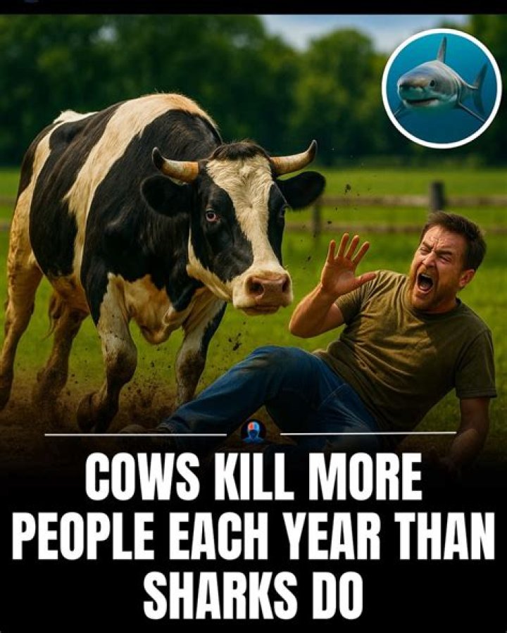 Who kills more cows or sharks?