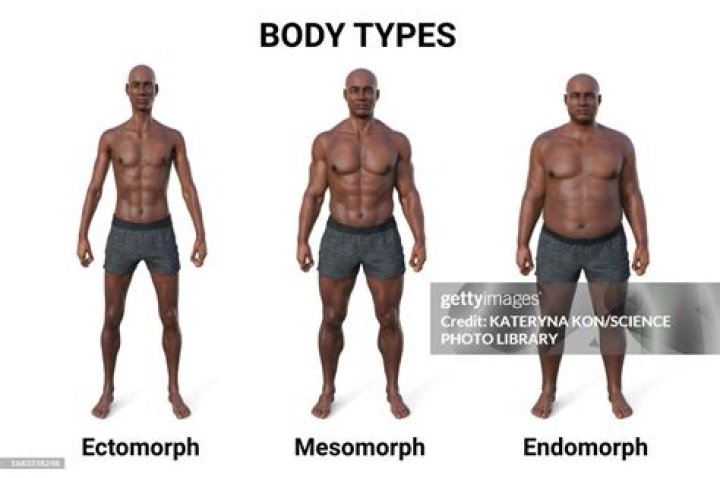 Why are Ectomorphs tall?