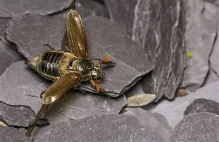 Why are they called Bristols?