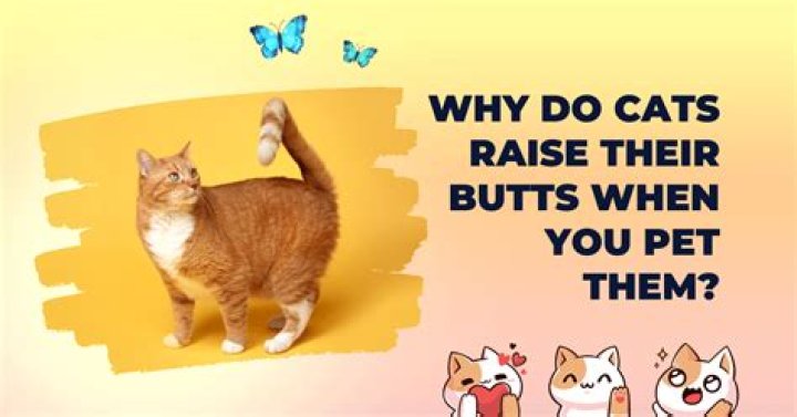 Why do cats raise their butts?