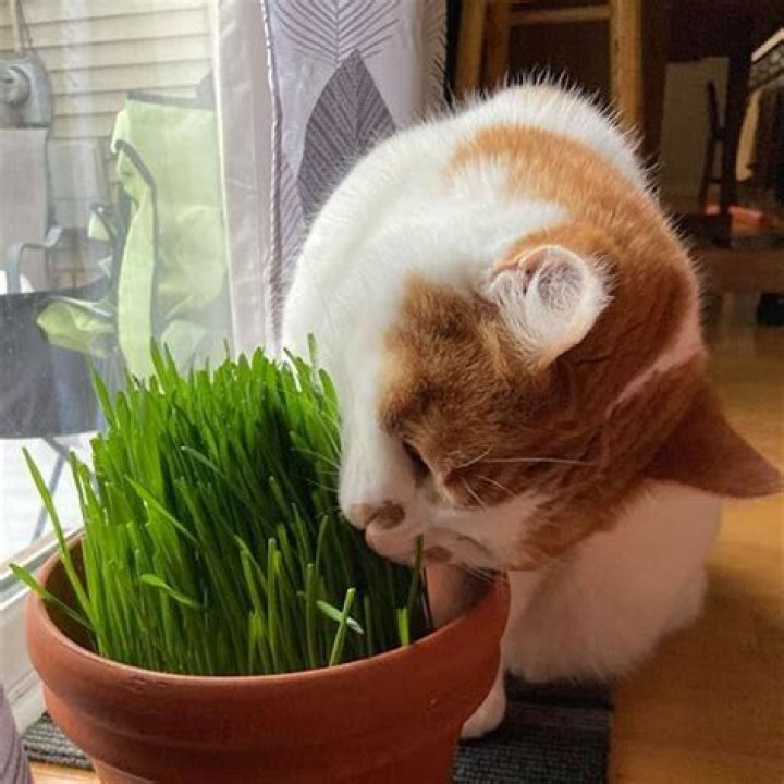 Why do cats throw up after eating grass?