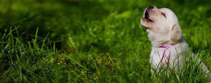 Why do dogs cry at graves?