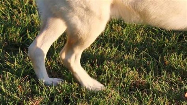 Why do dogs kick up dirt after pooping?