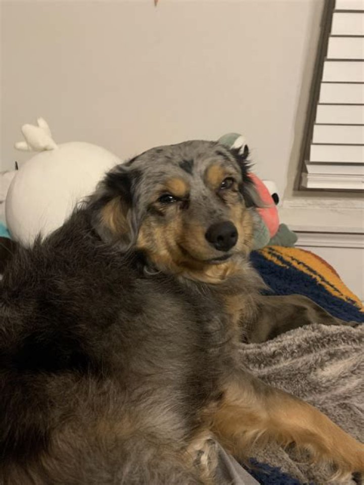 Why do dogs squint their eyes when you talk to them?