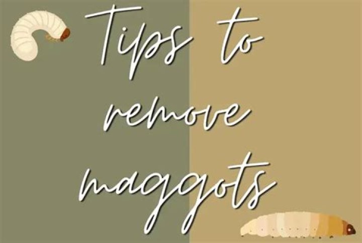 Why do Rice turn into maggots?