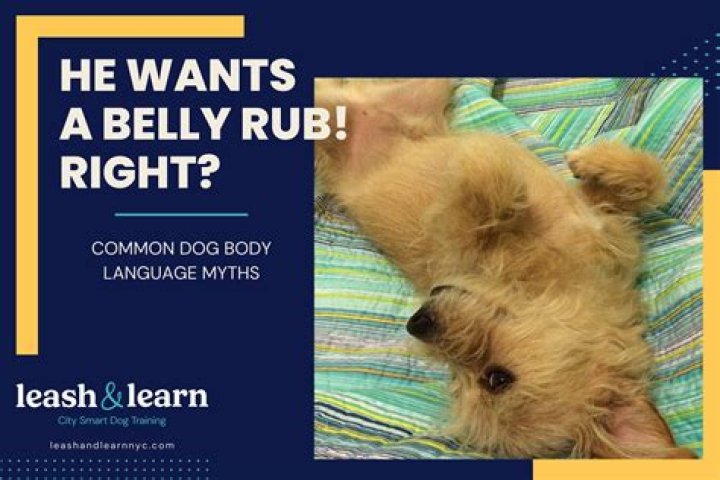 Why does my dog lie on his back when he sees me?