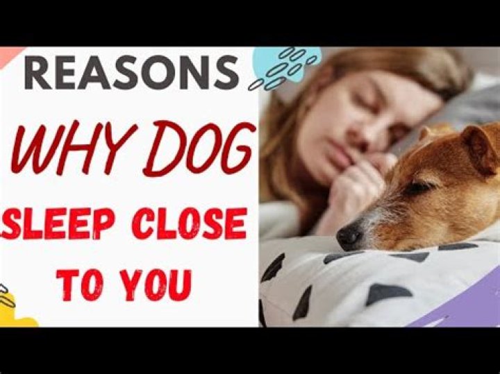 Why does my dog sleep so close to me?