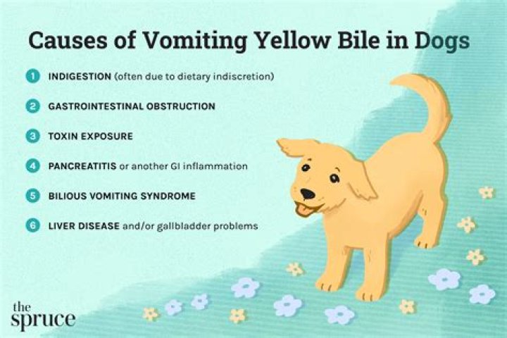 Why is my dog vomiting yellow?